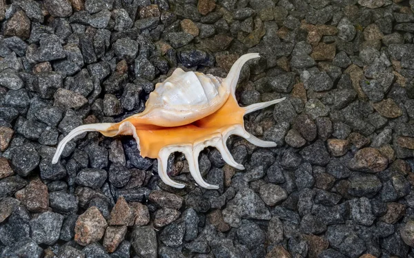 Scorpion Conch Seashell Small Pebbles Edge Sea — Stock Photo, Image