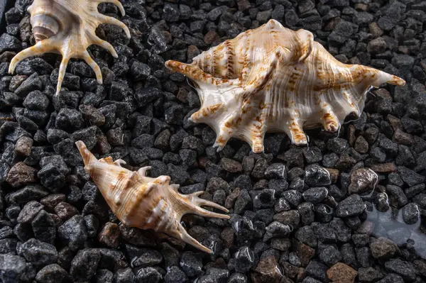 Scorpion Conch Seashells Small Pebbles Edge Sea — Stock Photo, Image