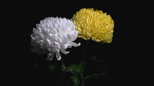 Białe Żółte Chryzantemy Czarnym Tle Kwiaty Głowy Zbliżenie — Wideo stockowe