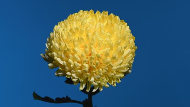 Crisantemo Amarillo Sobre Fondo Azul Cabeza Flores Primer Plano — Vídeos de Stock