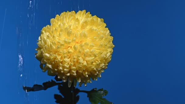 Crisantemo Amarillo Sobre Fondo Azul Regado Por Agua Regadera Cabeza — Vídeos de Stock