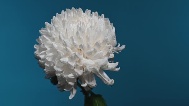 蓝色背景上的白色菊花 花头特写高清 — 图库视频影像