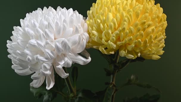 Białe Żółte Chryzantemy Ciemnozielonym Tle Kwiaty Głowy Zbliżenie — Wideo stockowe