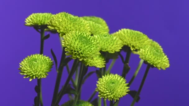 Zielony Chryzantema Błękitny Tło Podlewam Woda Wodny Puszka Kwiat Głowa — Wideo stockowe