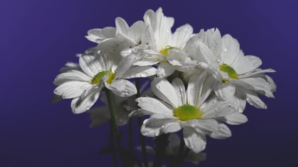 Biały Rumianek Niebieskim Tle Podlewa Się Wodą Konewki Kwiat Głowa — Wideo stockowe