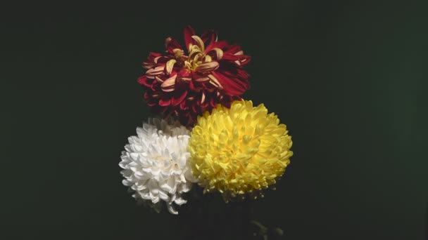 Koyu Yeşil Arka Planda Beyaz Sarı Kasımpatılar Çiçek Başlıkları Yakın — Stok video