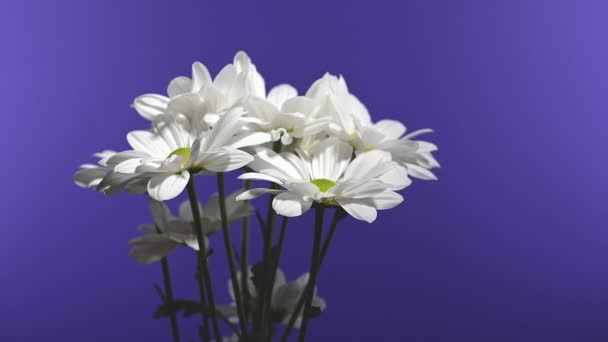 Biały Rumianek Niebieskim Tle Podlewa Się Wodą Konewki Kwiat Głowa — Wideo stockowe