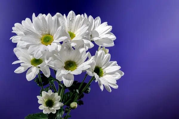 White chamomile on a blue background. Flower head close-up studio shot