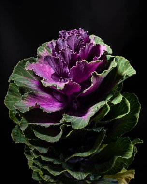 Siyah bir arka planda dekoratif lahana çiçeği brassica oleracea. Çiçek başlıklı stüdyo fotoğrafı.