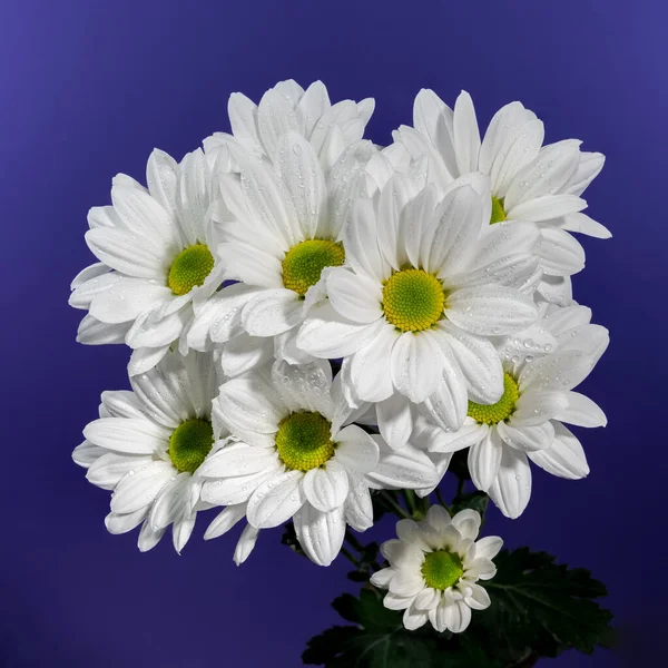 White chamomile on a blue background. Flower head close-up studio shot