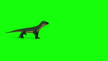 Yeşil Komodo ejderha kertenkelesi krom anahtarla yürüyor. El yapımı HD görüntüler yeşil ekranda izole edildi