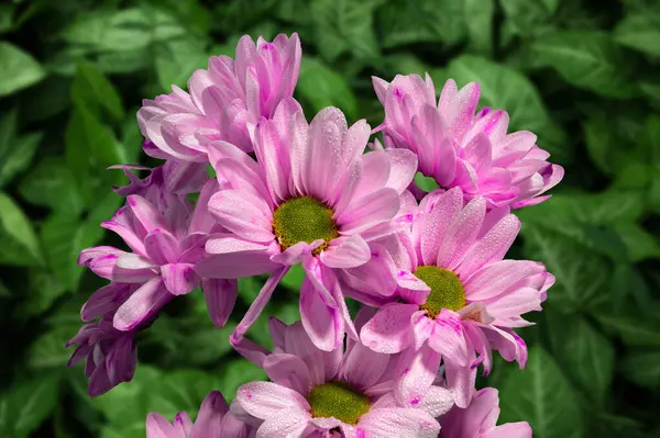 Pink Chrysanthemum Spray Katinka against a background of green leaves. Flower head close-up.