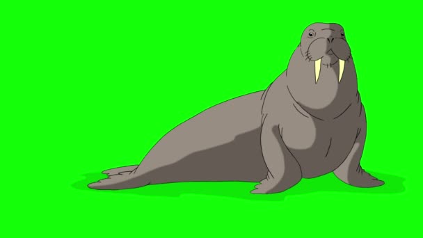 Gray Walrus Zit Chroma Sleutel Handgemaakte Geanimeerde Lussen Beelden Geïsoleerd — Stockvideo