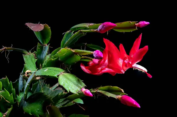 Pink blossoming Christmas cactus Close-up. Crab holiday cactus flower on a black background