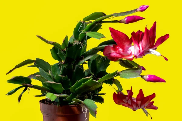 Pink blossoming Christmas cactus Close-up. Crab holiday cactus flower isolated on a yellow background