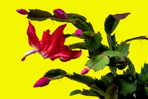 Pink blossoming Christmas cactus Close-up. Crab holiday cactus flower isolated on a yellow background