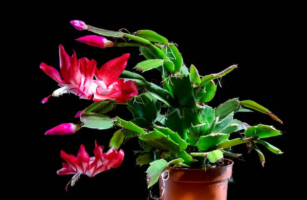 Pink blossoming Christmas cactus Close-up. Crab holiday cactus flower on a black background