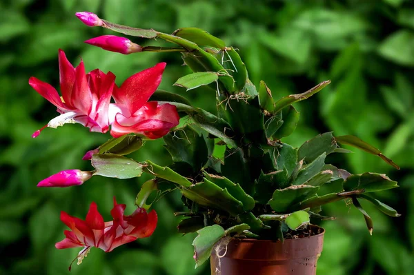 Pink blossoming Christmas cactus Close-up. Crab holiday cactus flower on a green leaves background