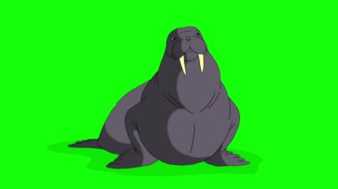 Kara Deniz Aygırı kroma anahtarına sahiptir. Yeşil ekranda izole edilmiş el yapımı HD görüntüler