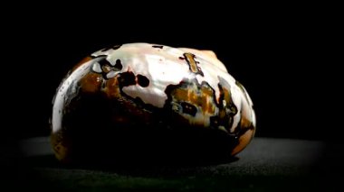 Turbo sarmaticus Güney Afrika türbanının inci salyangoz deniz kabuğu. HD stüdyo siyah arkaplanda görüntüler döngüledi