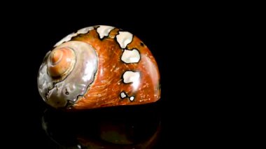 Turbo sarmaticus Güney Afrika türbanının inci salyangoz deniz kabuğu. HD stüdyo siyah arkaplanda görüntüler döngüledi