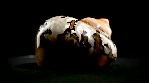 ターボサルマティクス南アフリカのターバンの真珠のカタツムリの海貝 Hdスタジオは黒い背景に映像をループしました — ストック動画