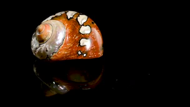 南非Turbo Sarmaticus头巾的螺旋形海贝壳 Hd工作室在黑色背景上的循环画面 — 图库视频影像