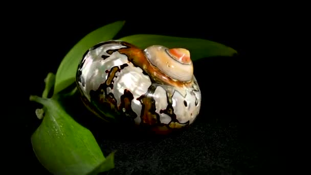 Sarmaticus 남아프리카 터반의 달팽이 스튜디오는 검은색 배경에 동영상을 — 비디오