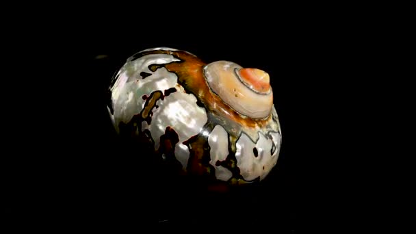 Caracol Perlado Concha Marina Turbo Sarmaticus Turbante Sudafricano Estudio Grabaciones — Vídeos de Stock