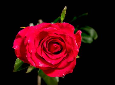 Siyah arka planda kırmızı çay gülü. Çiçek başlıklı yakın plan..