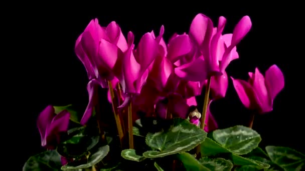 Kwitnące Czerwone Cyklamen Persicum Kwiaty Obraca Się Czarnym Tle — Wideo stockowe