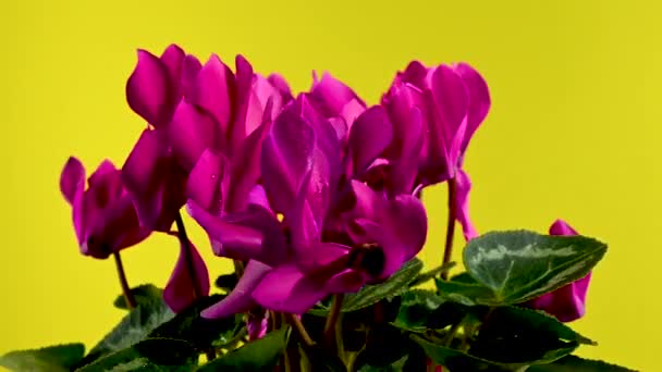 Ανθισμένα Κόκκινα Λουλούδια Κυκλάμινου Περιστρέφονται Κίτρινο Φόντο — Αρχείο Βίντεο