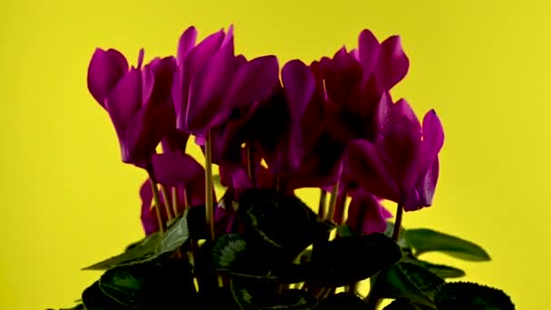 Kwitnące Czerwone Cyklamen Persicum Kwiaty Obraca Się Żółtym Tle — Wideo stockowe