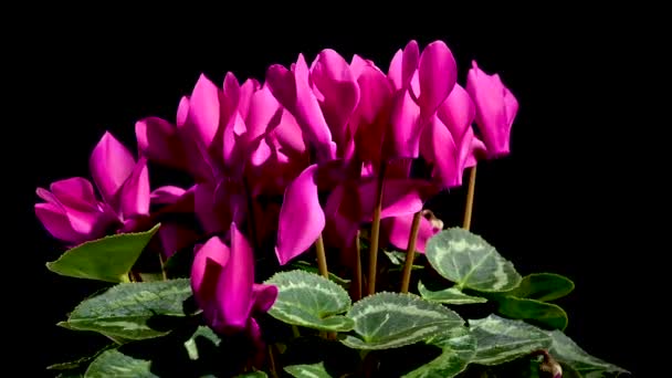 Blossoming Red Cyclamen Persicum Flowers Rotates Black Background — Stok Video