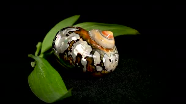 Pearly Snail Sea Shell Turbo Sarmaticus South African Turban Studio — Stock Video