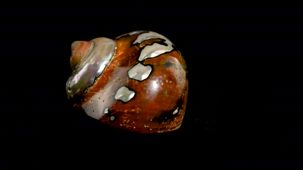 Pearly Caracol Mar Shell Turbo Sarmaticus Turbante Sul Africano Filmagem — Vídeo de Stock