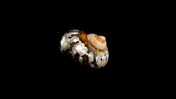 Caracol Perlado Concha Marina Turbo Sarmaticus Turbante Sudafricano Imágenes Estudio — Vídeos de Stock