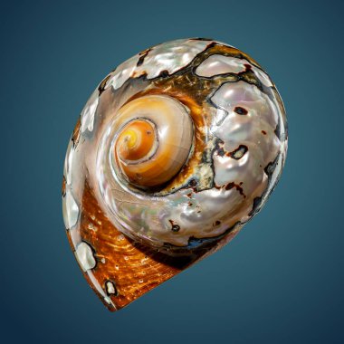 Mavi arka planda Turbo Sarmaticus Güney Afrika türbanının incili deniz kabuğu