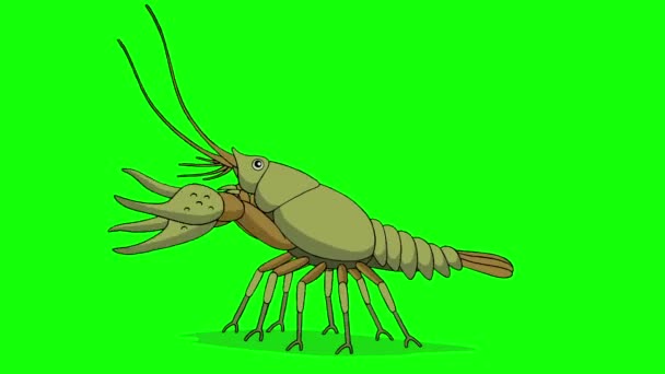 Crayfish Chroma Key Imágenes Alta Definición Bucle Animadas Hechas Mano — Vídeos de Stock