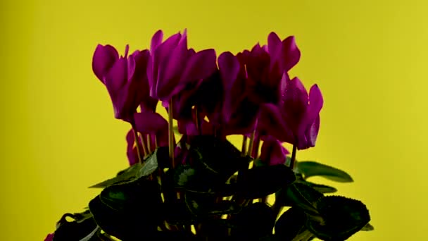 咲く赤いシクラメンは黄色の背景4Kで花を回転させる — ストック動画