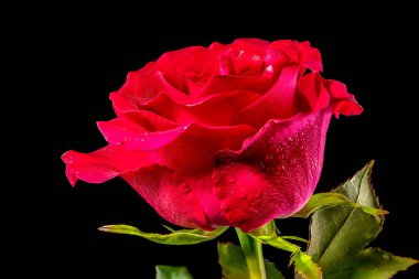 Siyah arka planda kırmızı çay gülü. Çiçek başlıklı yakın plan..