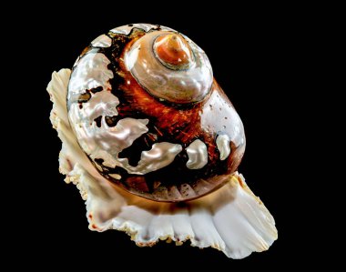 Siyah arka planda Turbo Sarmaticus Güney Afrika türbanının incili deniz kabuğu