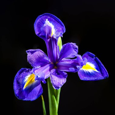 Güzel Hollanda zambağı siyah arka planda izole edilmiş. Çiçek başlıklı yakın plan..