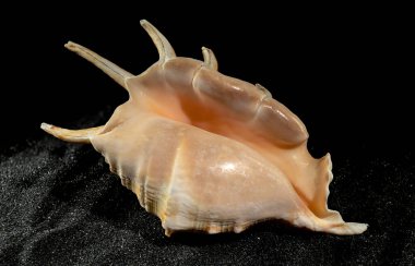 Strombidae deniz kabuğu kara kumdan bir arka planda