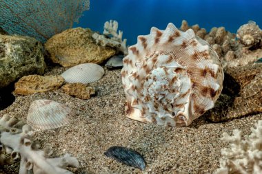 Cassis Cornuta deniz kabuğu ya da boynuzlu miğfer. Deniz tabanında deniz kabuğu