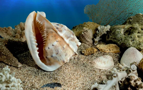 Cassis Cornuta deniz kabuğu ya da boynuzlu miğfer. Deniz tabanında deniz kabuğu