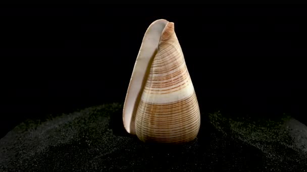 Conus Figulinus Shell Černém Písku Pozadí — Stock video