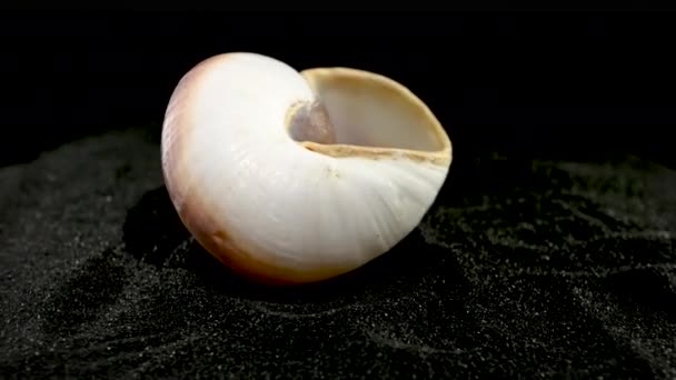 Κοντινό Πλάνο Του Ryssota Ovum Seashell Φόντο Μαύρης Άμμου — Αρχείο Βίντεο