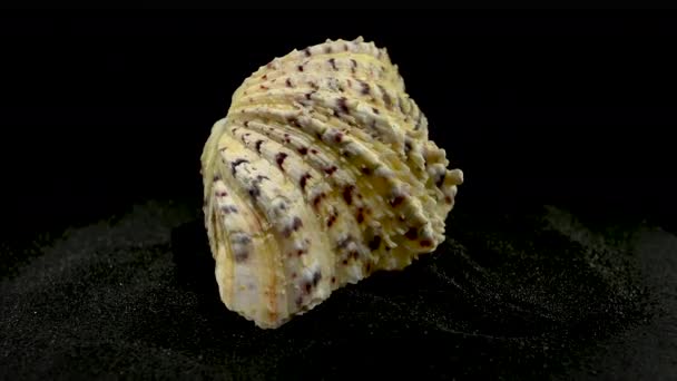 Close Hippopus Hippopus Sea Shell Black Sand Background — Stock Video