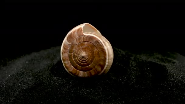 Conus Figulinus Shell Black Sand Background — Stock Video